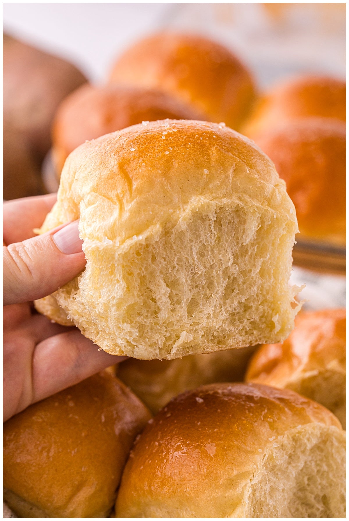 Potato Bread Rolls Exclusive
